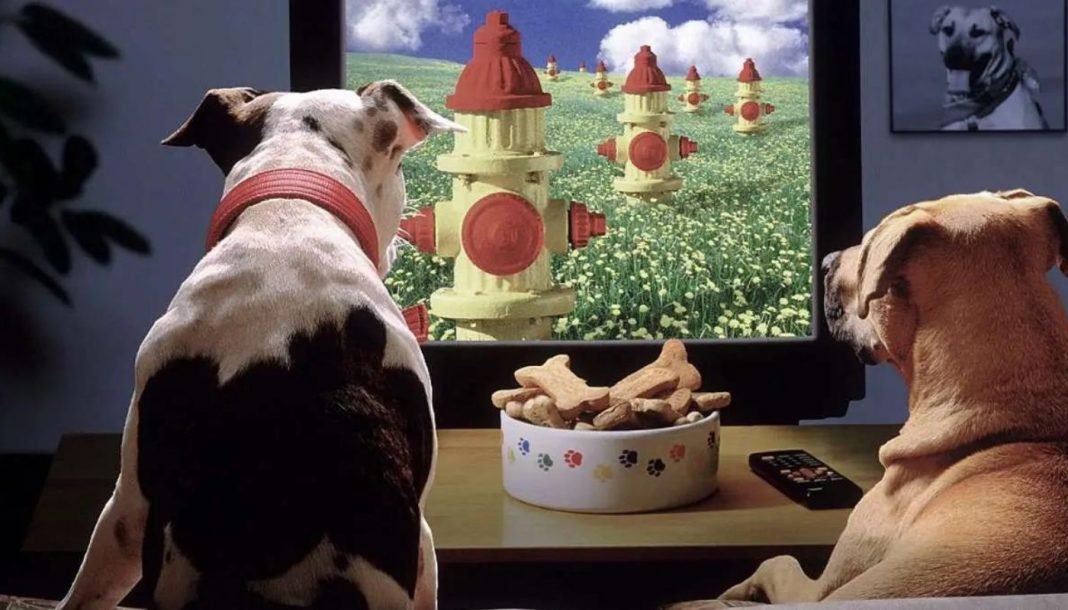 YouTube-kanaler for dine kæledyr