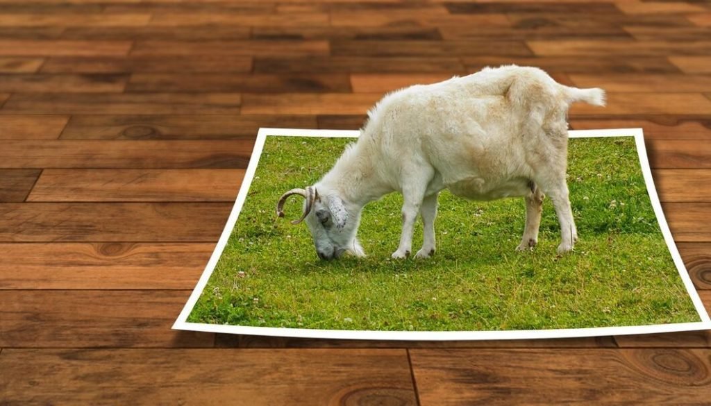 Collage: En ged græsser på et stykke lysning, der ligger på et parketgulv.