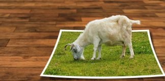 Collage: En ged græsser på et stykke lysning, der ligger på et parketgulv.