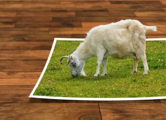 Collage: En ged græsser på et stykke lysning, der ligger på et parketgulv.