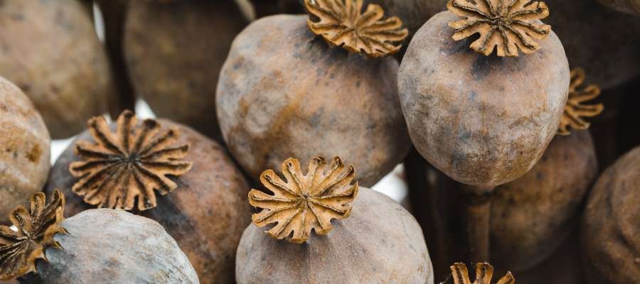 Nærbillede af tørre valmueknopper